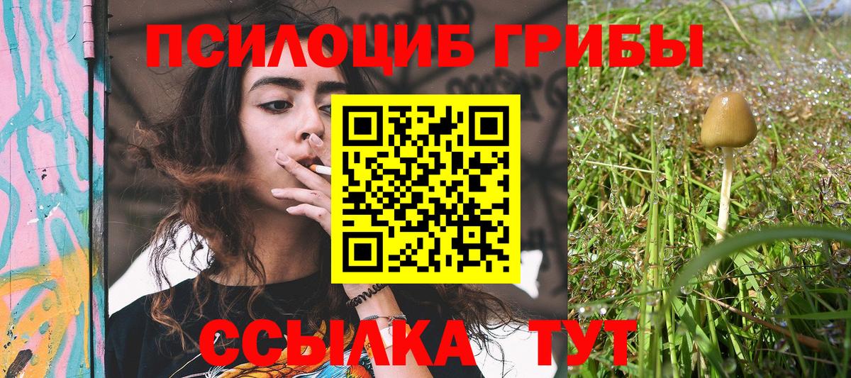 Псилоцибиновые грибы Psilocybe Междуреченск